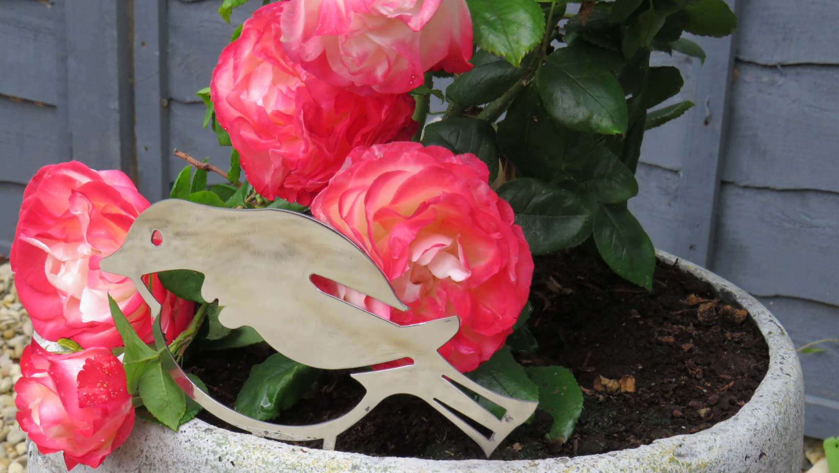 Shiny Robin And Red Roses